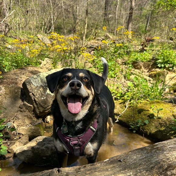 Meet your Posher, Sydney - Picture 6 of 10